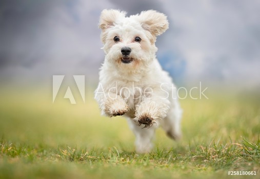 Bild på Portrait of a dog